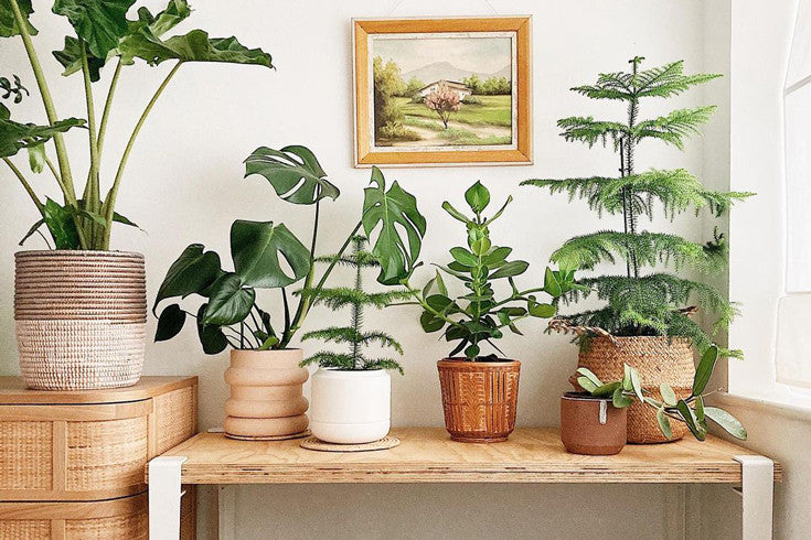 17 idées déco pour aménager votre salon avec des plantes